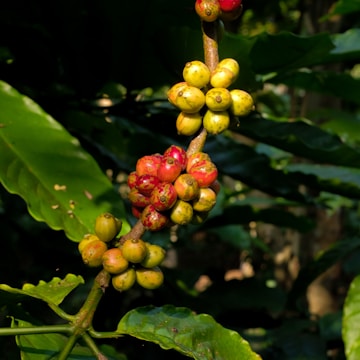 Clusters of coffee cherries in various stages of ripeness are attached to a branch. The cherries range from green to yellow and bright red, indicating their maturation process. Large, glossy green leaves surround the branch, suggesting a lush and healthy environment.