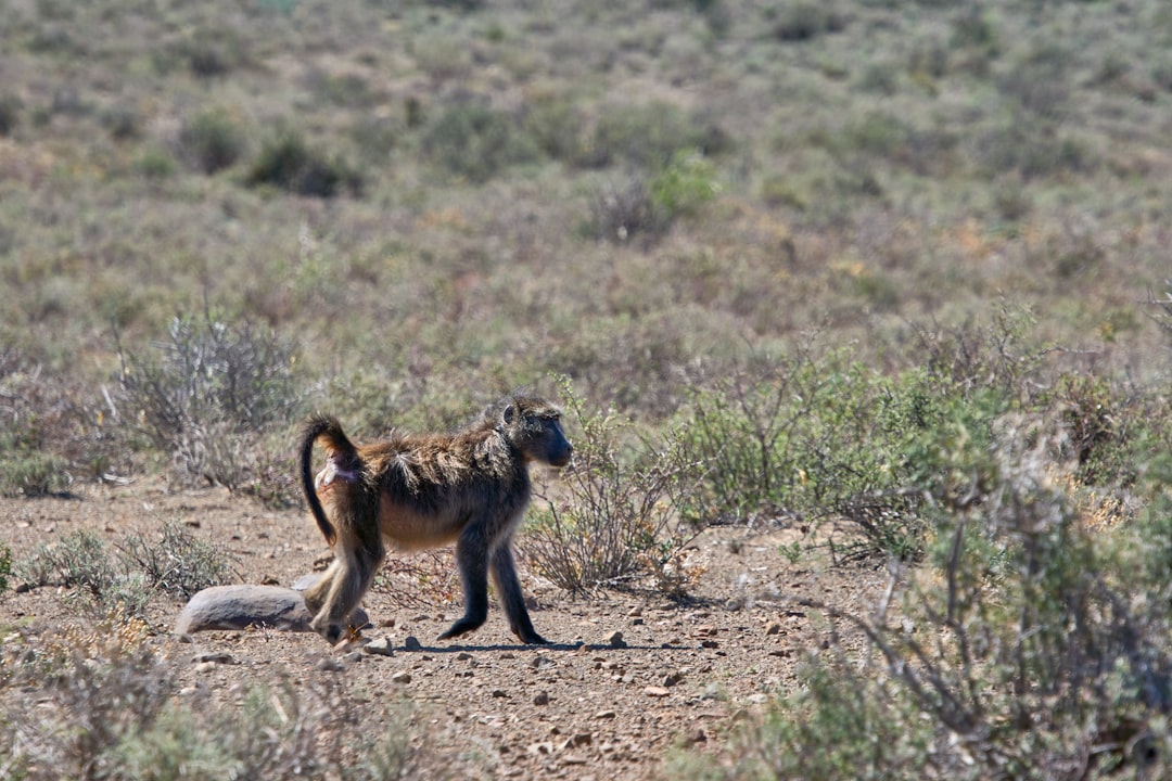 brown monkey sitting on brown sand during daytime