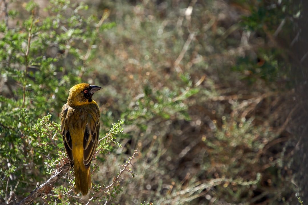 yellow and green bird on brown tree branch during daytime