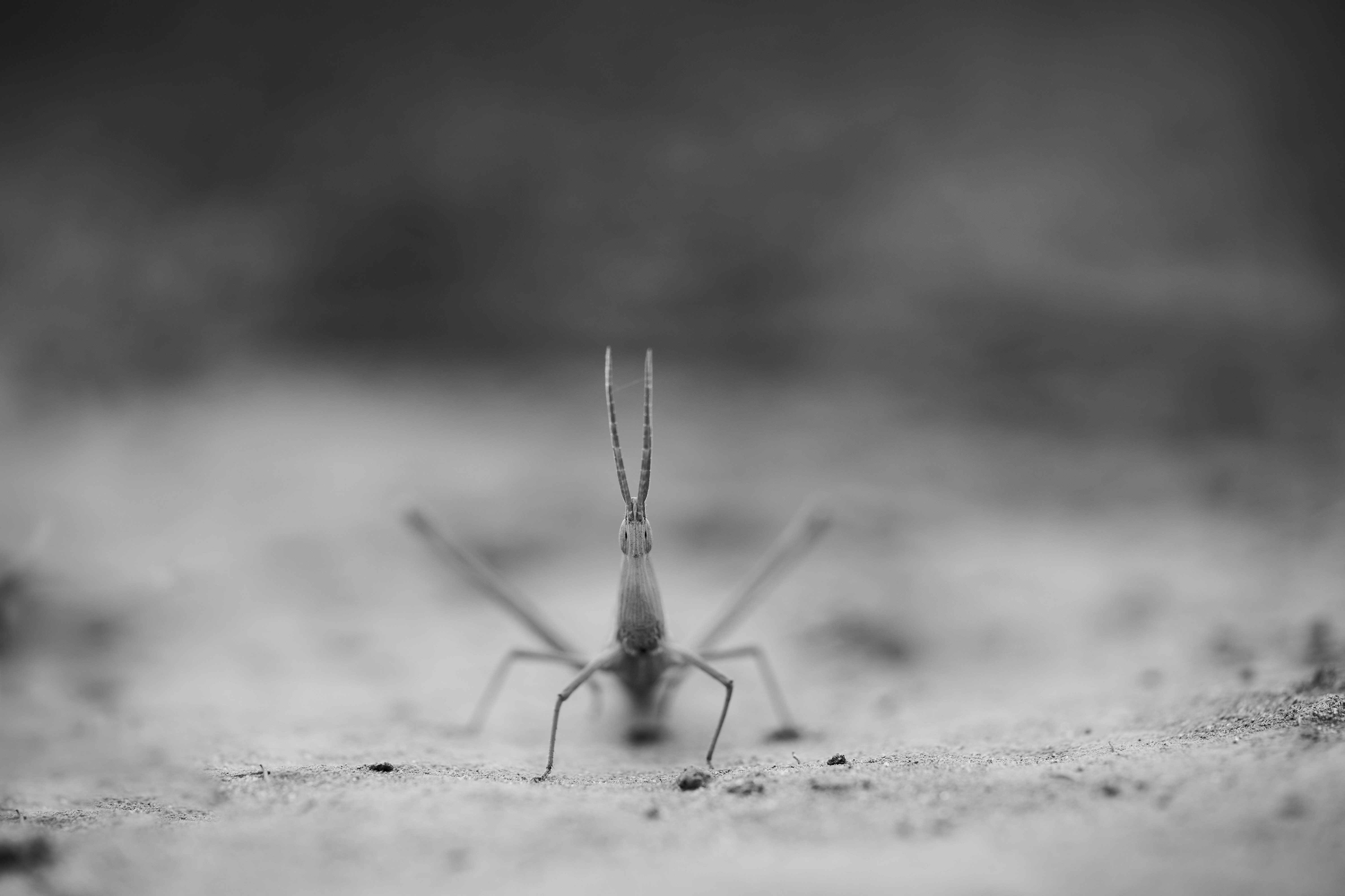 grayscale photo of a insect on a white surface