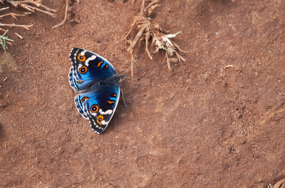 black orange and white butterfly on brown soil