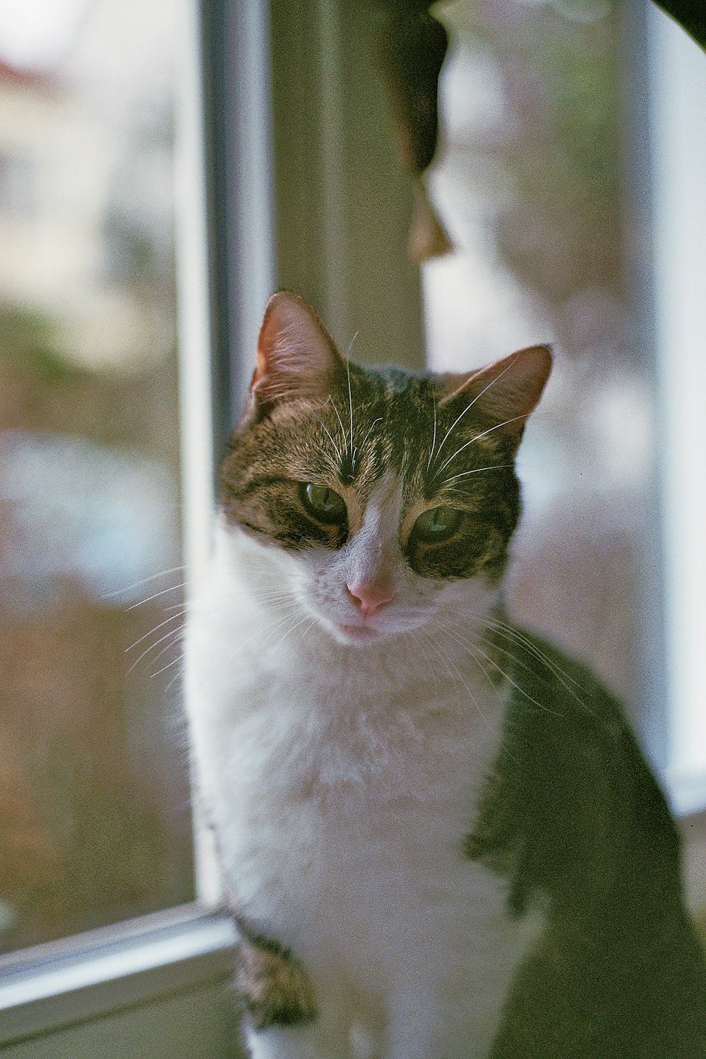 white and brown tabby cat