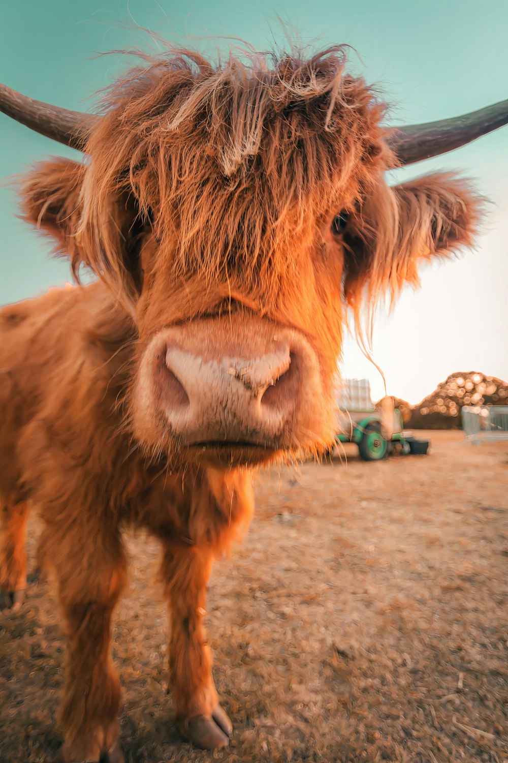 brown cow on brown sand during daytime