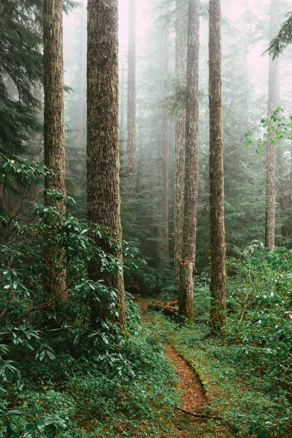 Grüne Bäume auf Wald während des Tages