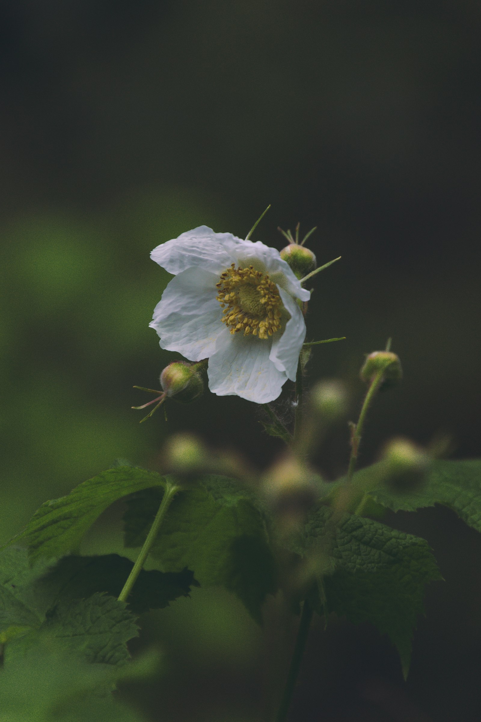 Canon EOS 700D (EOS Rebel T5i / EOS Kiss X7i) + Tamron 16-300mm F3.5-6.3 Di II VC PZD Macro sample photo. White flower with green photography