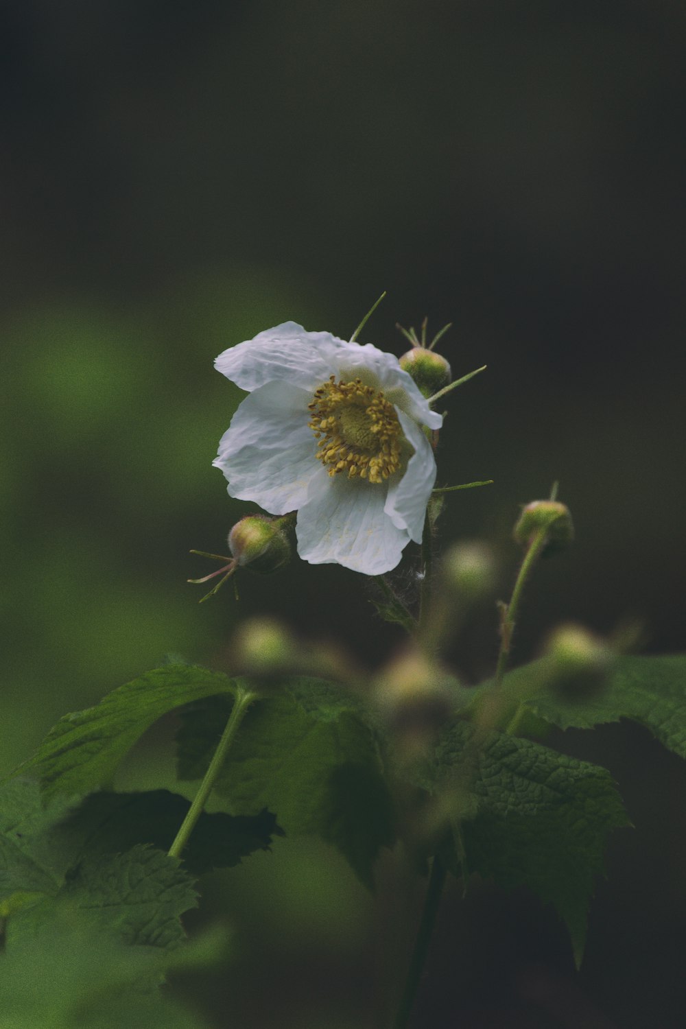 white flower with green leaves