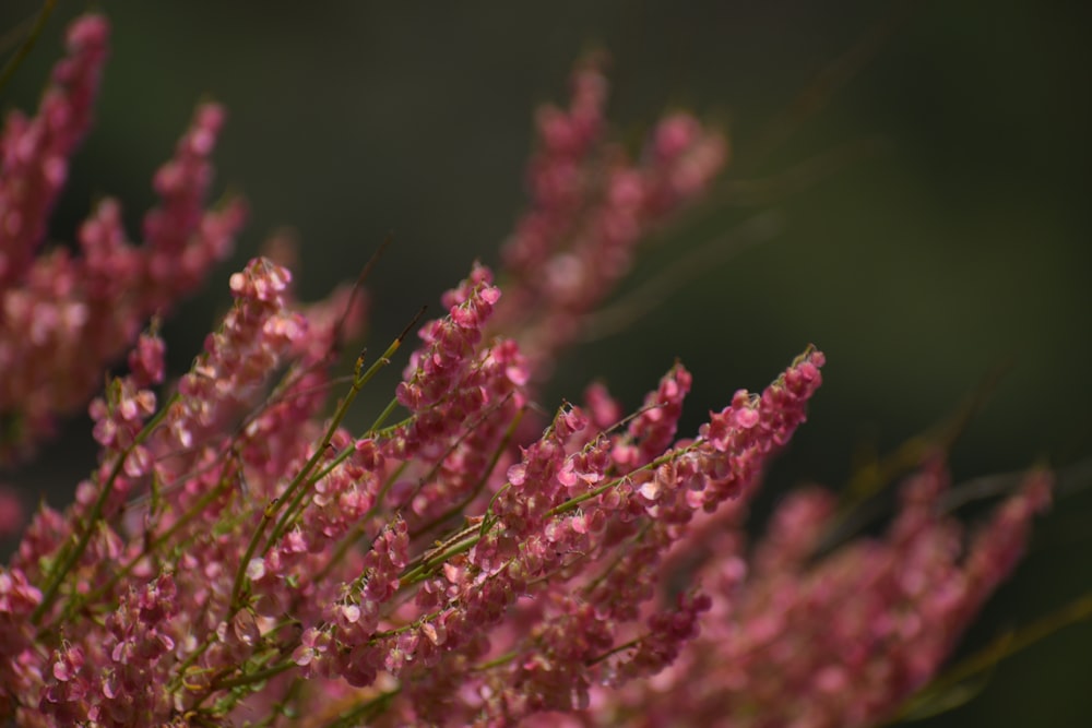 pink flower buds in macro lens
