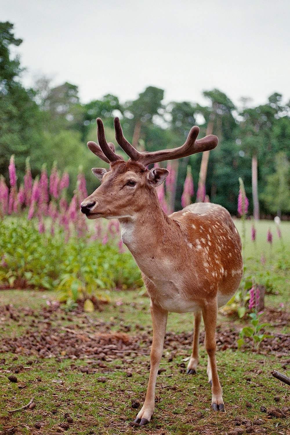 brown deer on brown grass field during daytime