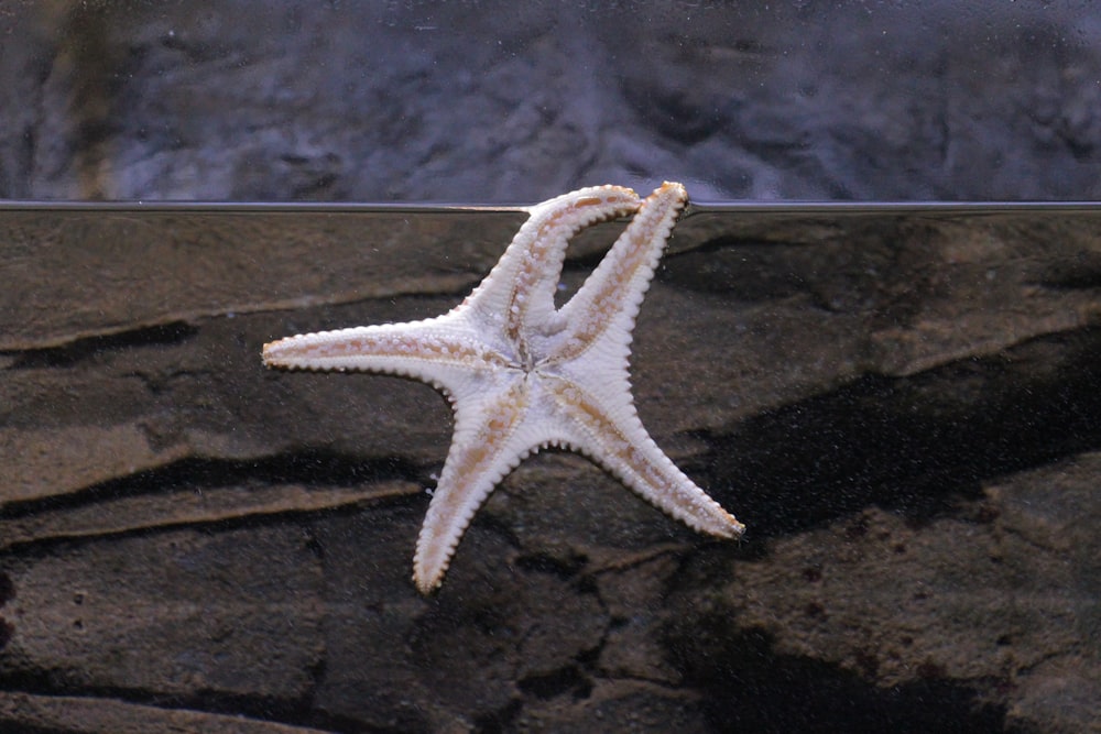 white starfish on black rock