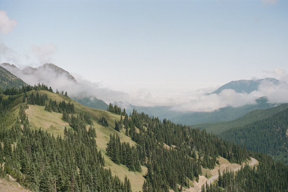 green trees on mountain under white sky during daytime