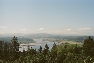 green trees near body of water during daytime