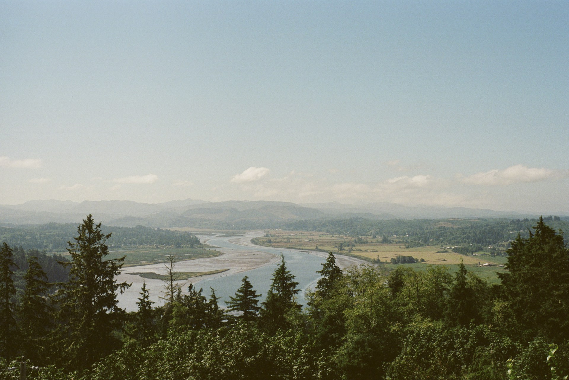 green trees near body of water during daytime