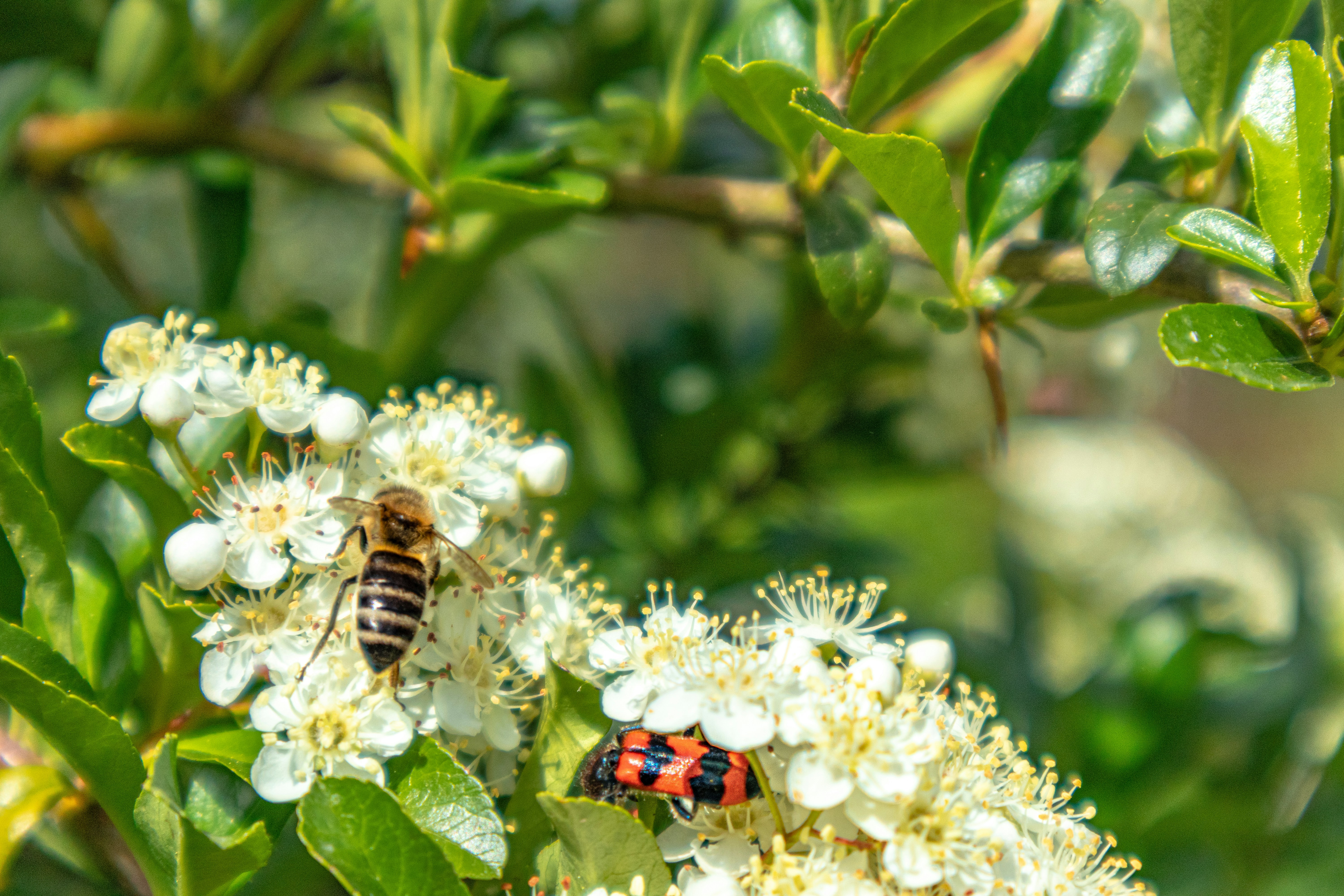 Wat te doen tegen muggen en insecten in huis?