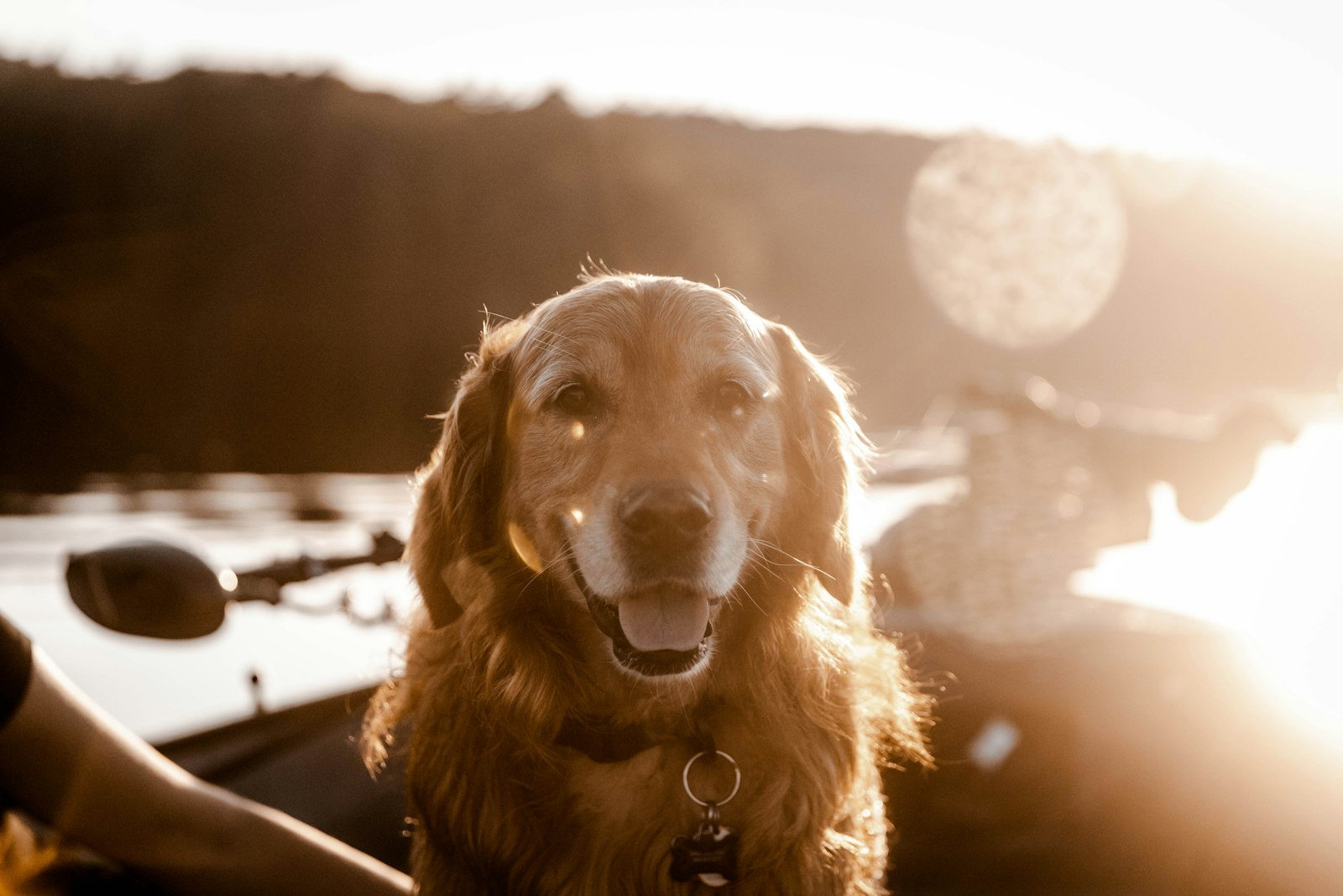 Canon EOS R + Canon EF 24-70mm F2.8L II USM sample photo. Golden retriever sitting on photography