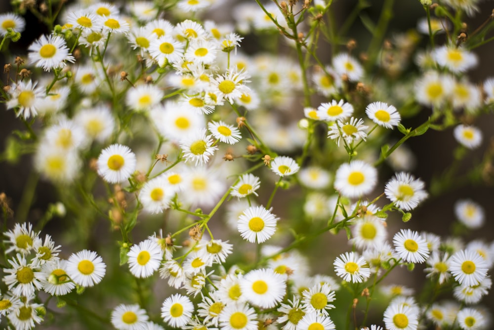 white and yellow flowers during daytime