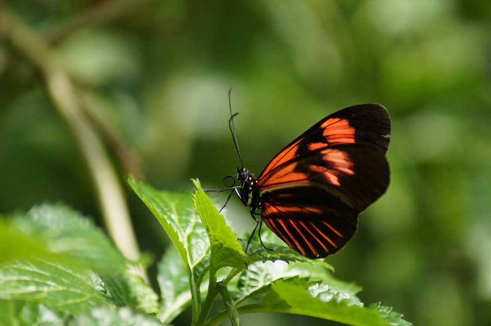 red and black butterfly on green leaf