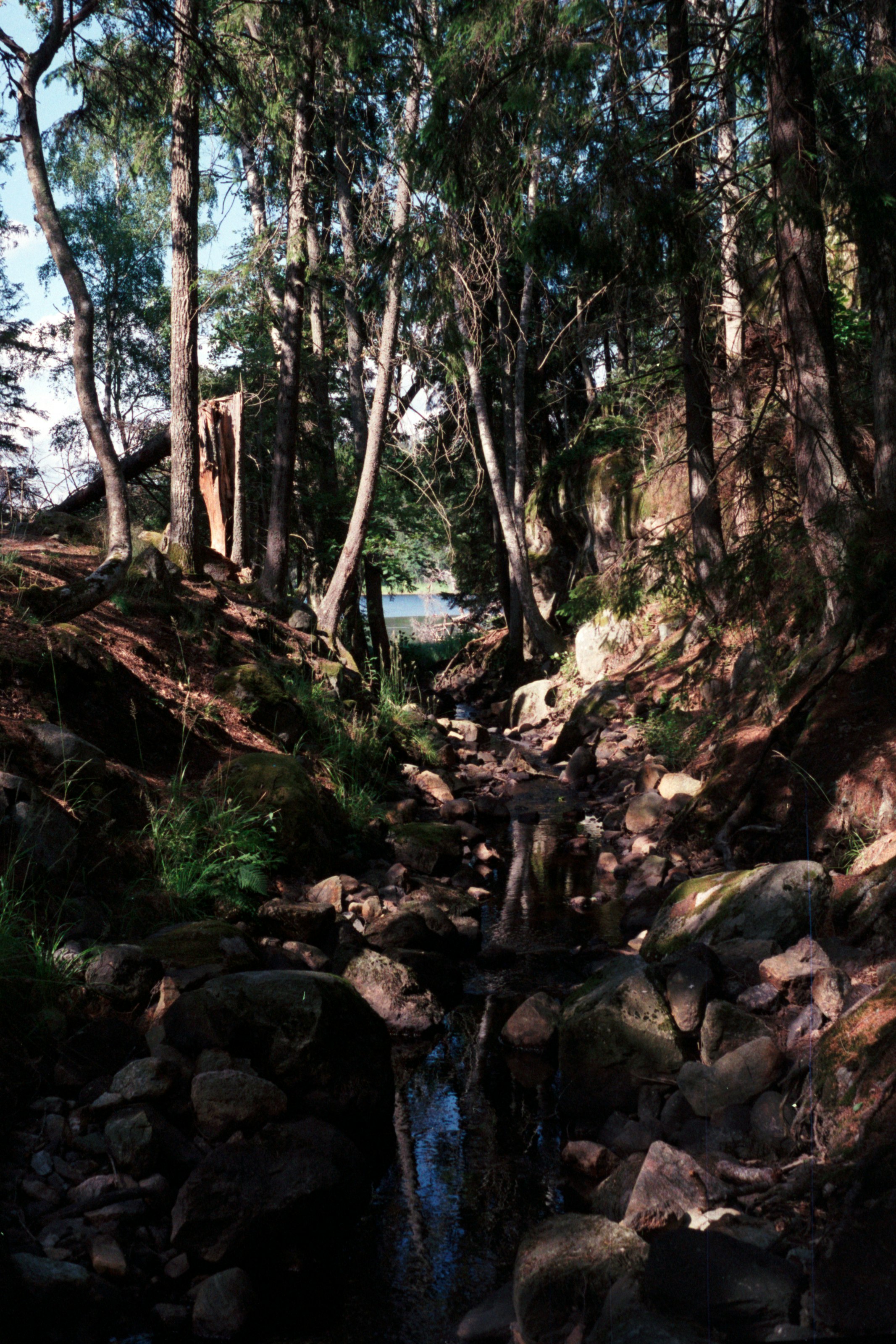 green trees and rocks during daytime