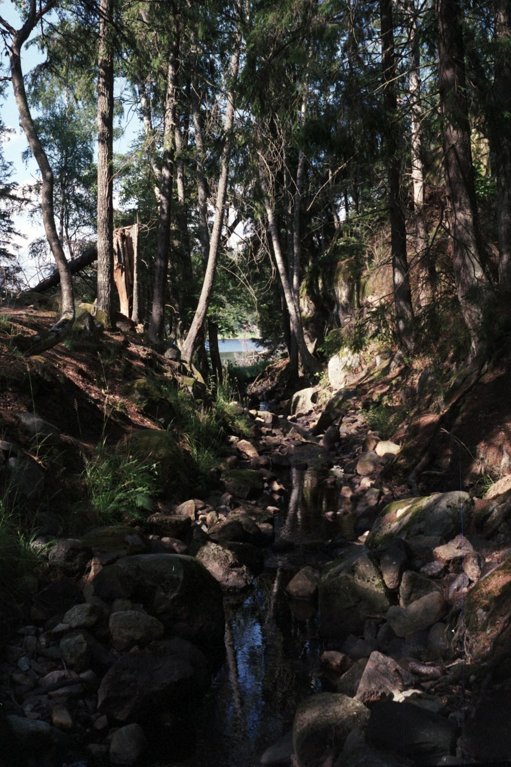 green trees and rocks during daytime