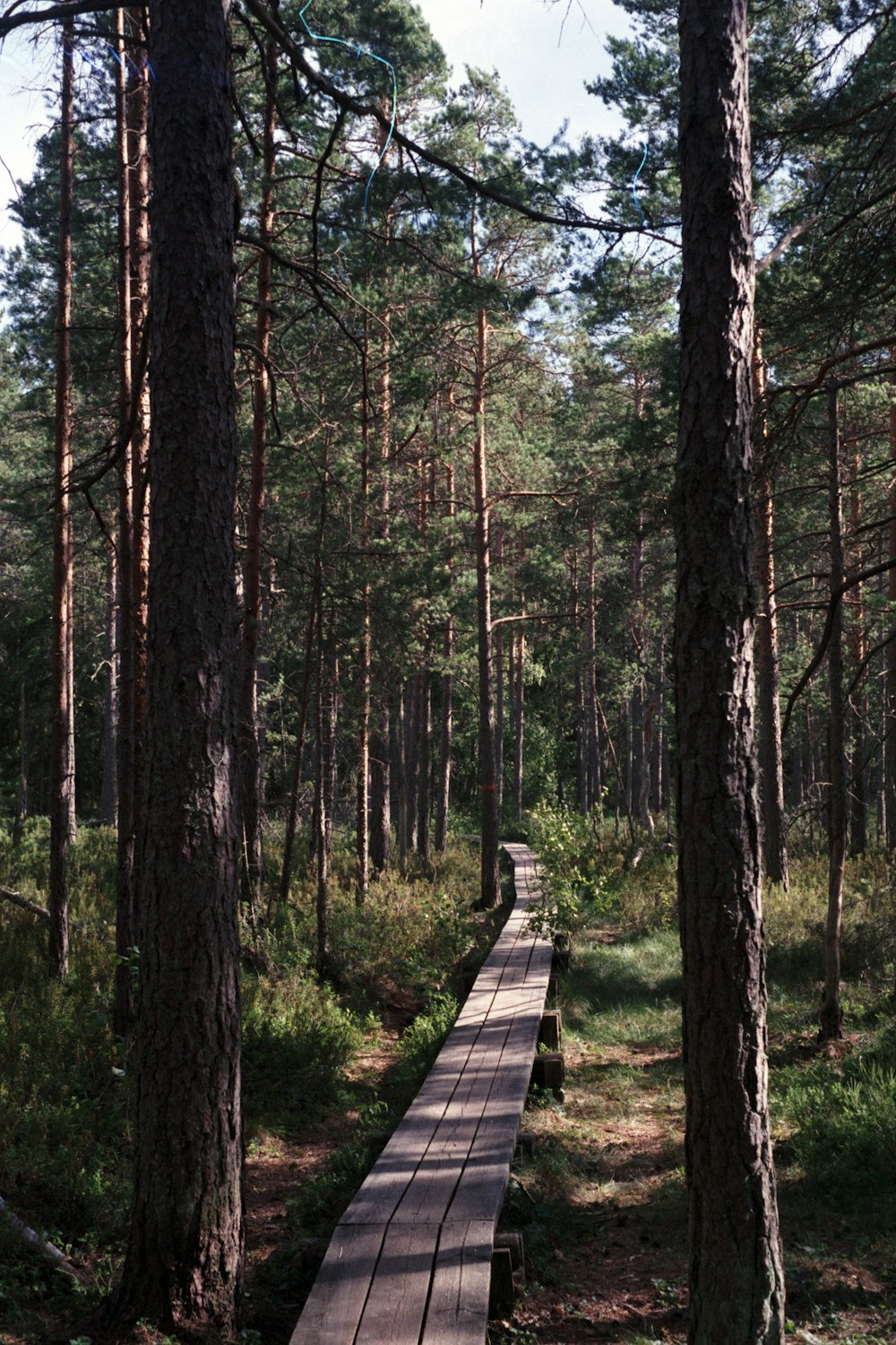 sentiero in legno marrone nel bosco