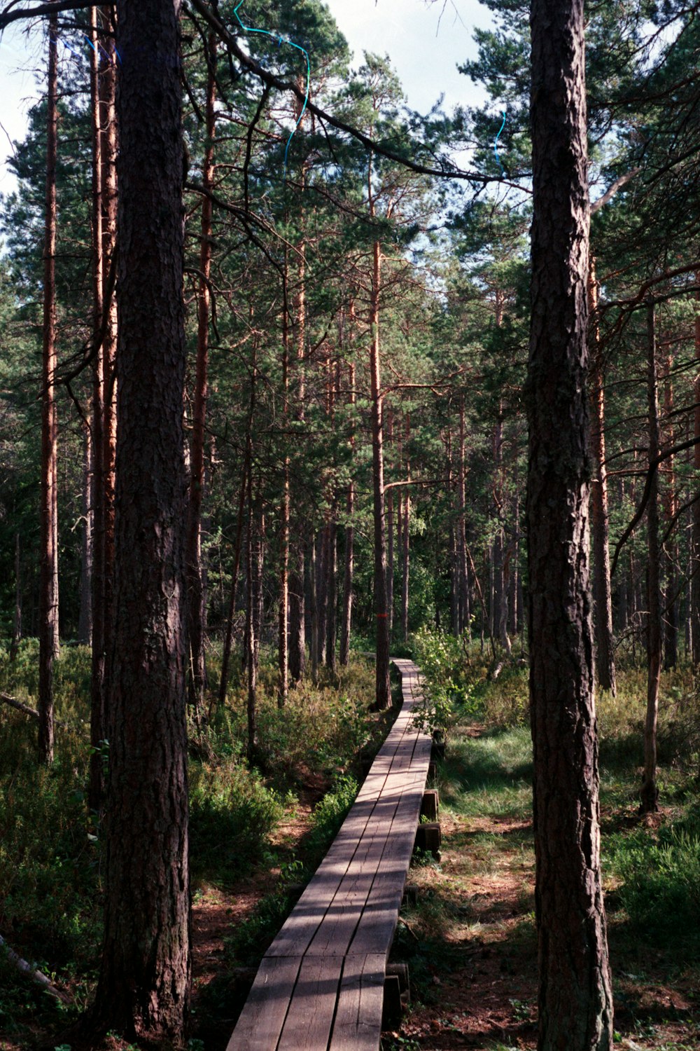 brown wooden pathway in the woods