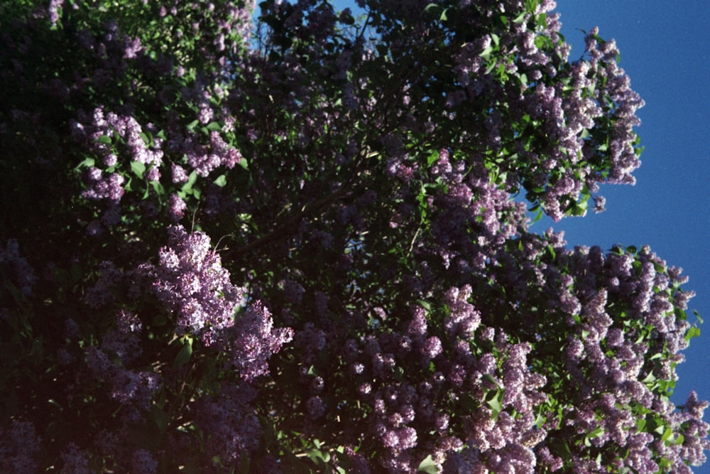 fiori bianchi sotto il cielo blu durante il giorno