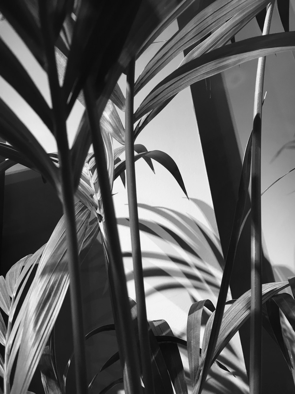 grayscale photo of plant near window