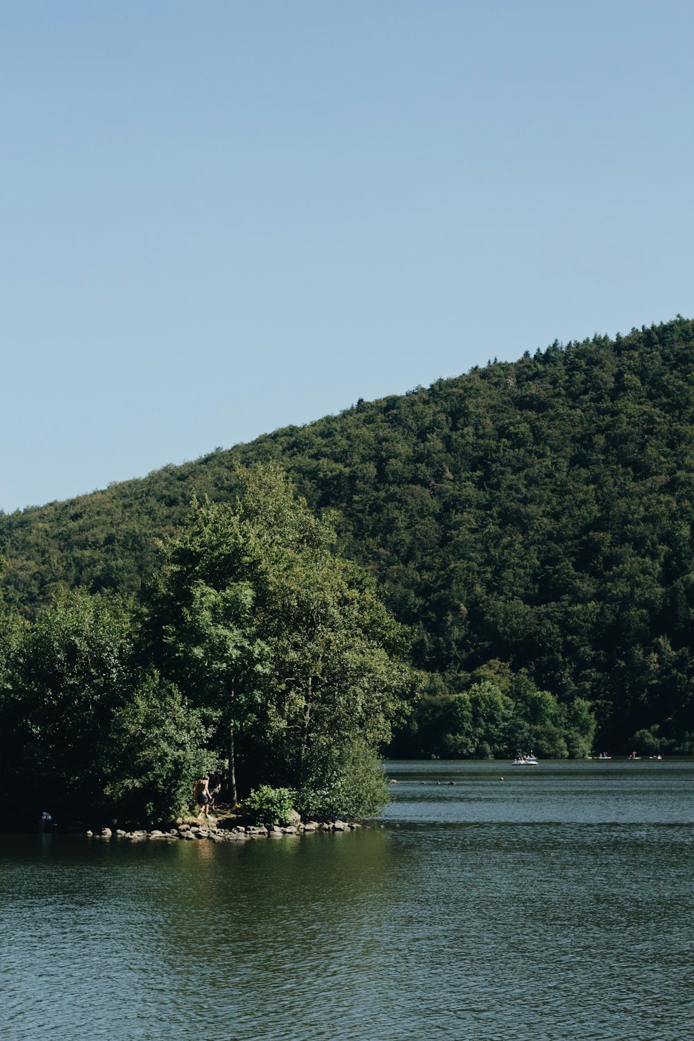 green trees beside body of water during daytime