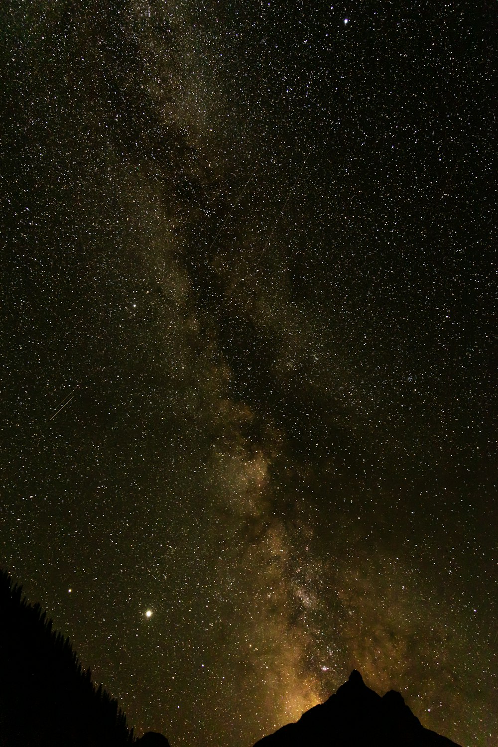 starry night sky over the trees