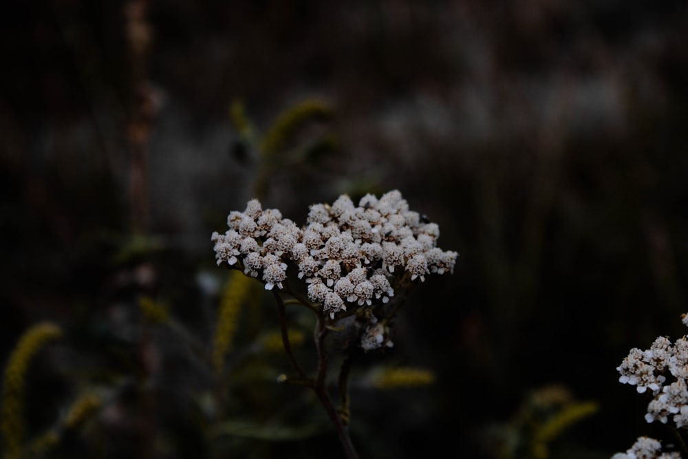 white flower in tilt shift lens