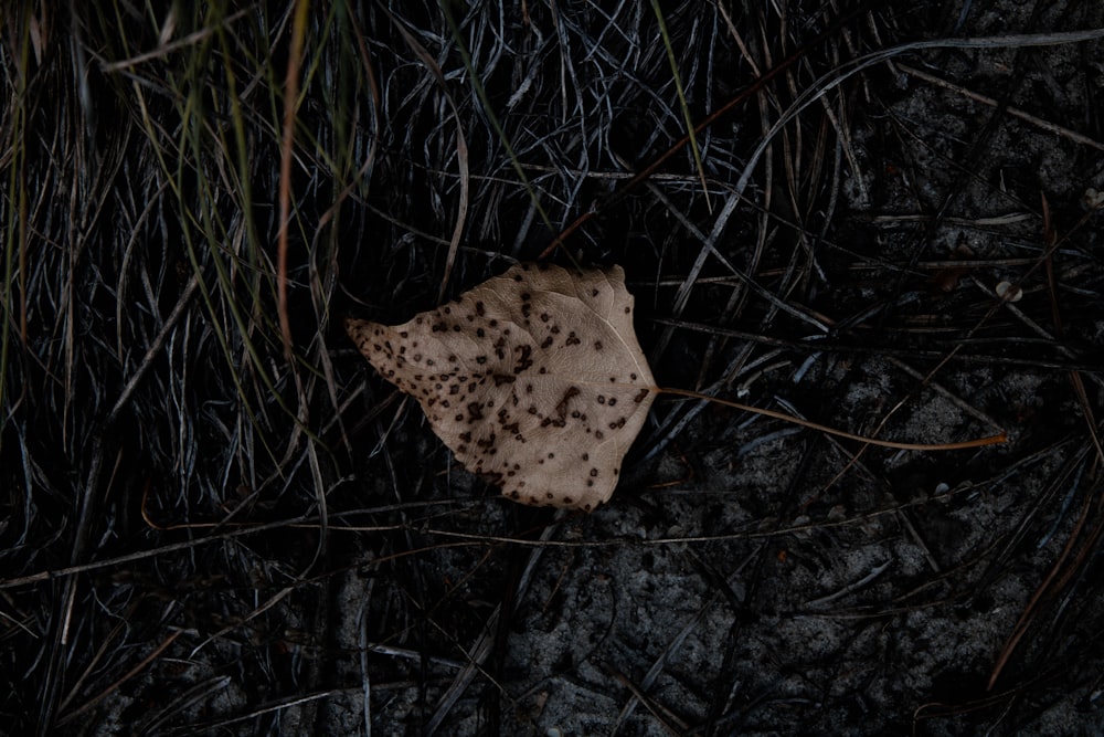 brown dried leaf on ground