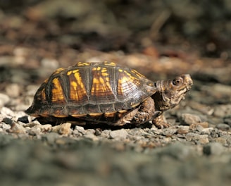 brown and black turtle on ground