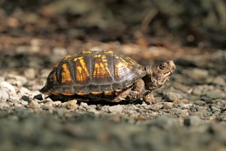 brown and black turtle on ground