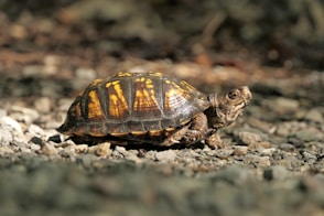 brown and black turtle on ground