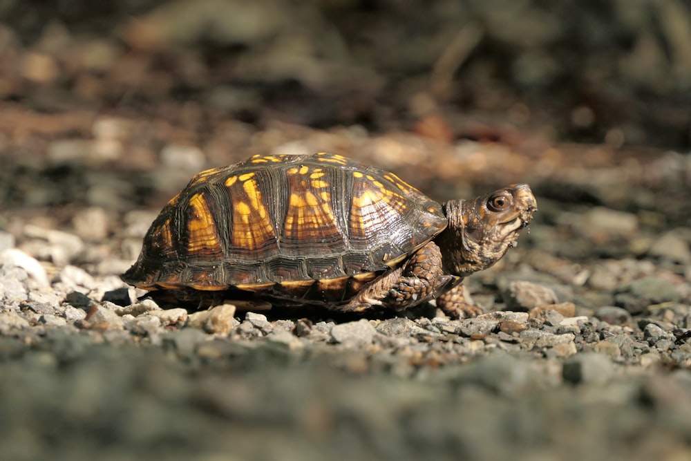 Braune und schwarze Schildkröte am Boden