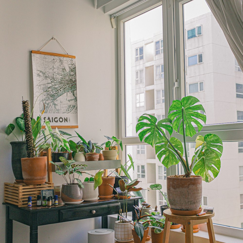 green potted plant on black table