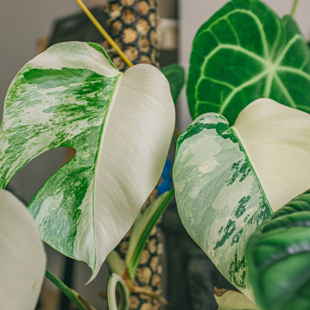 Foto planta de hojas blancas y verdes – Imagen Planta gratis en Unsplash
