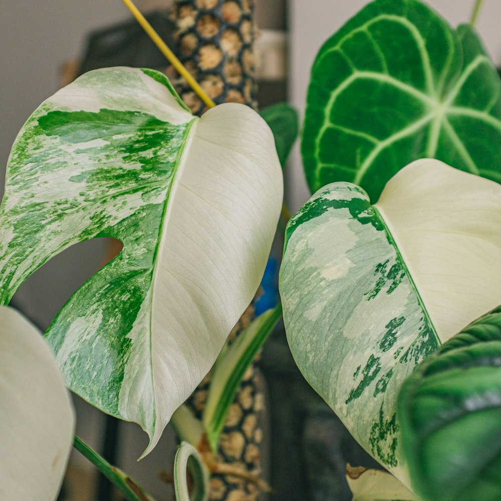 white and green leaves plant