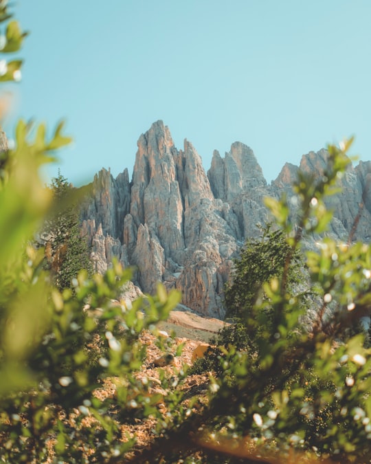 green trees near brown rocky mountain under blue sky during daytime in Carezza Italy