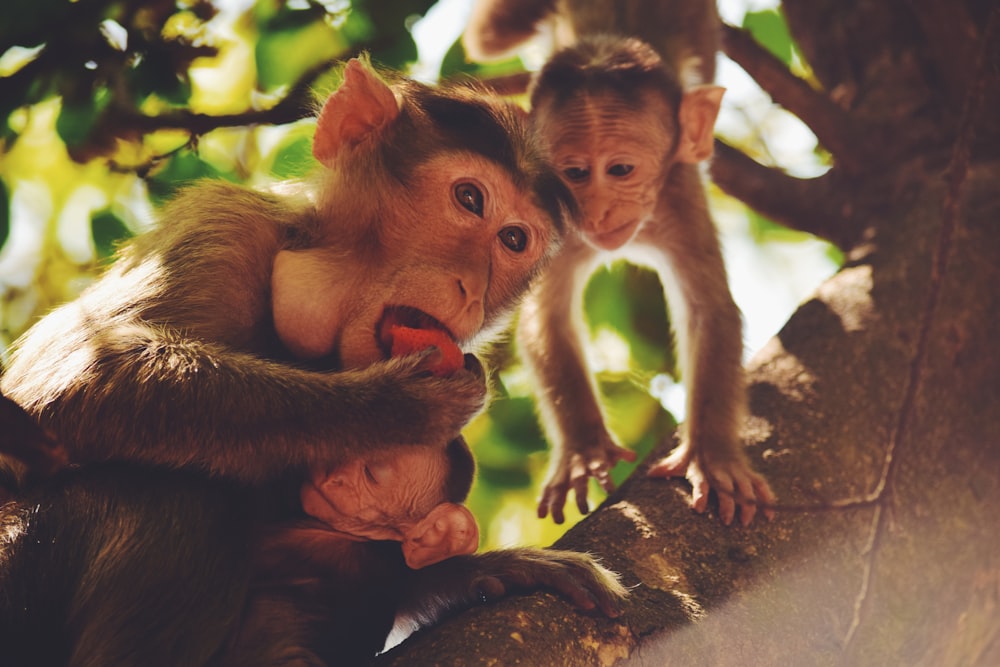 monkey sitting on brown rock