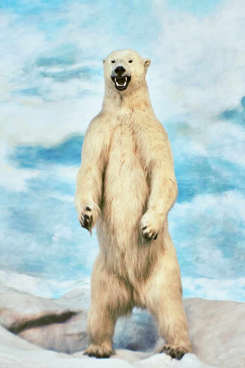 polar bear on water under blue sky