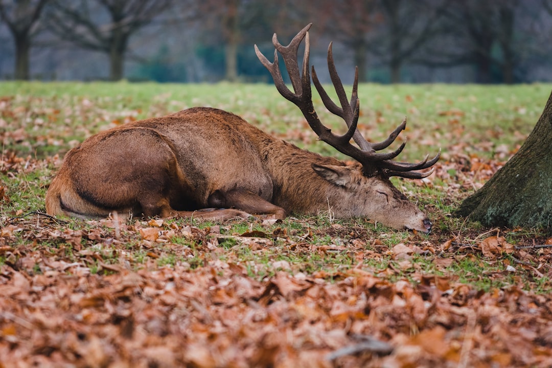 Wildlife photo spot Wollaton Hall and Park Leicester