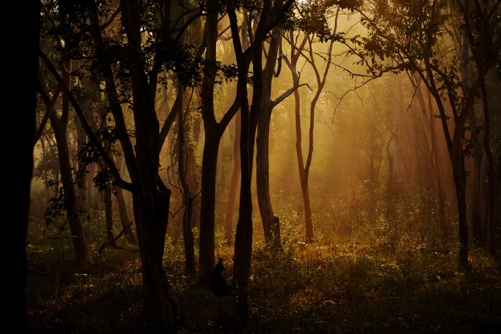 brown trees on forest during daytime