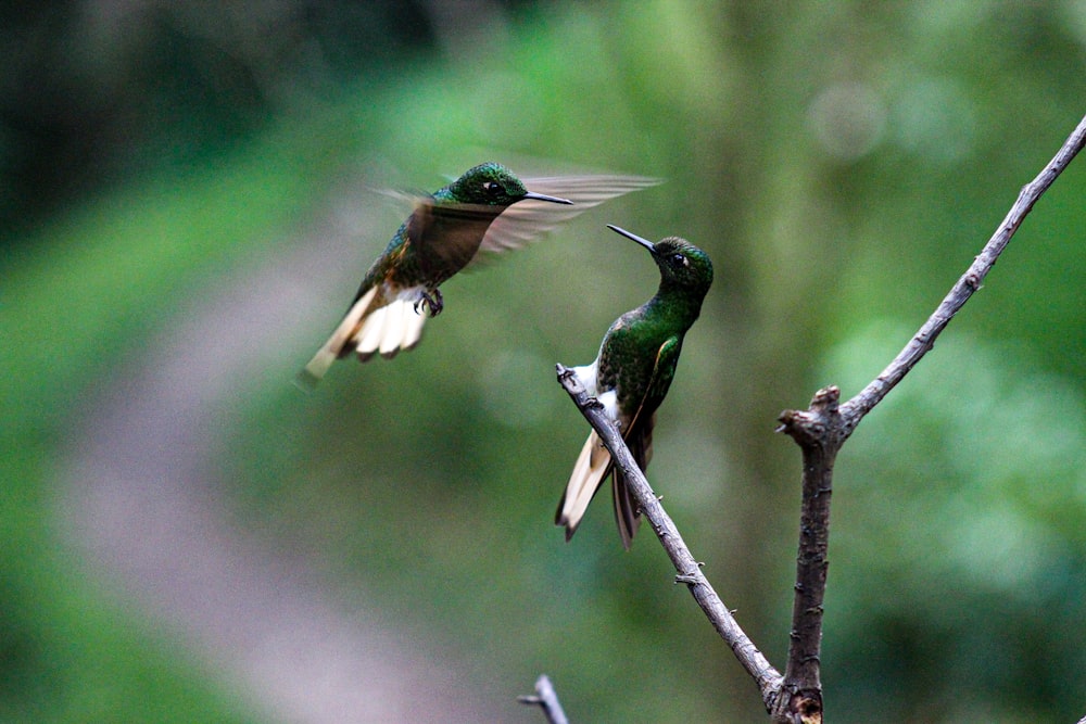grüner und brauner Kolibri
