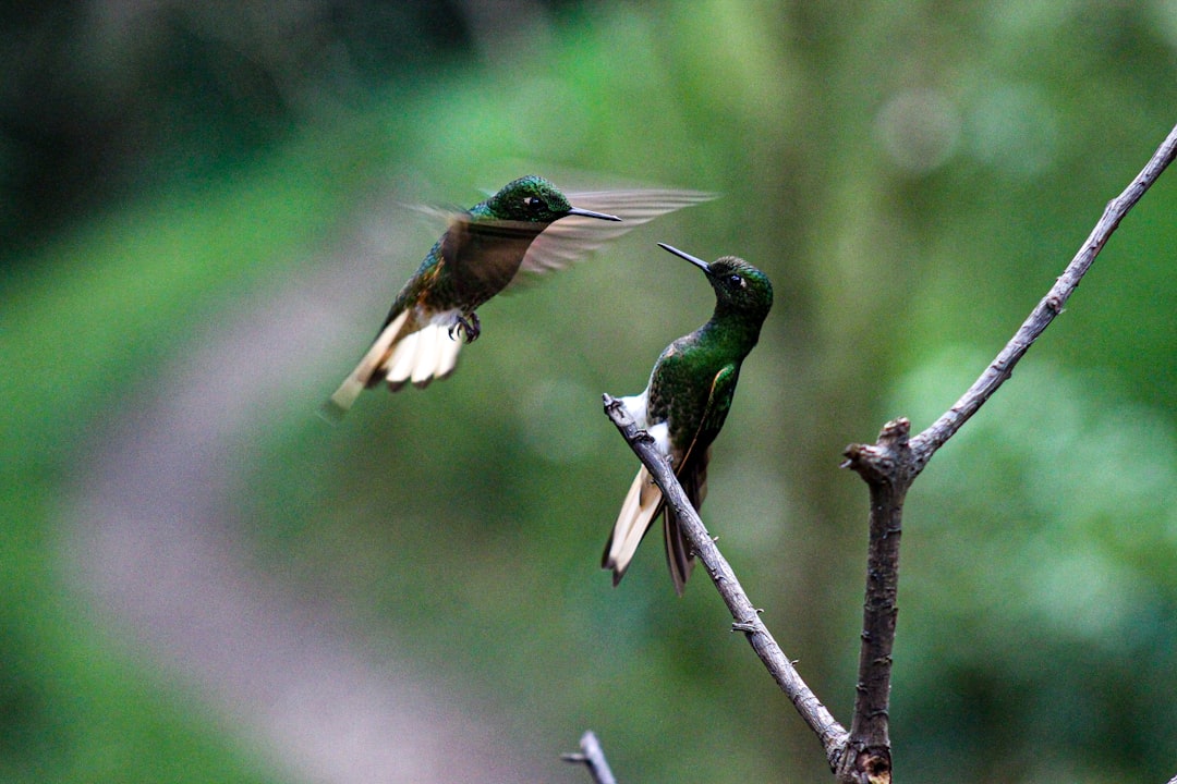 Wildlife photo spot Salento Caldas