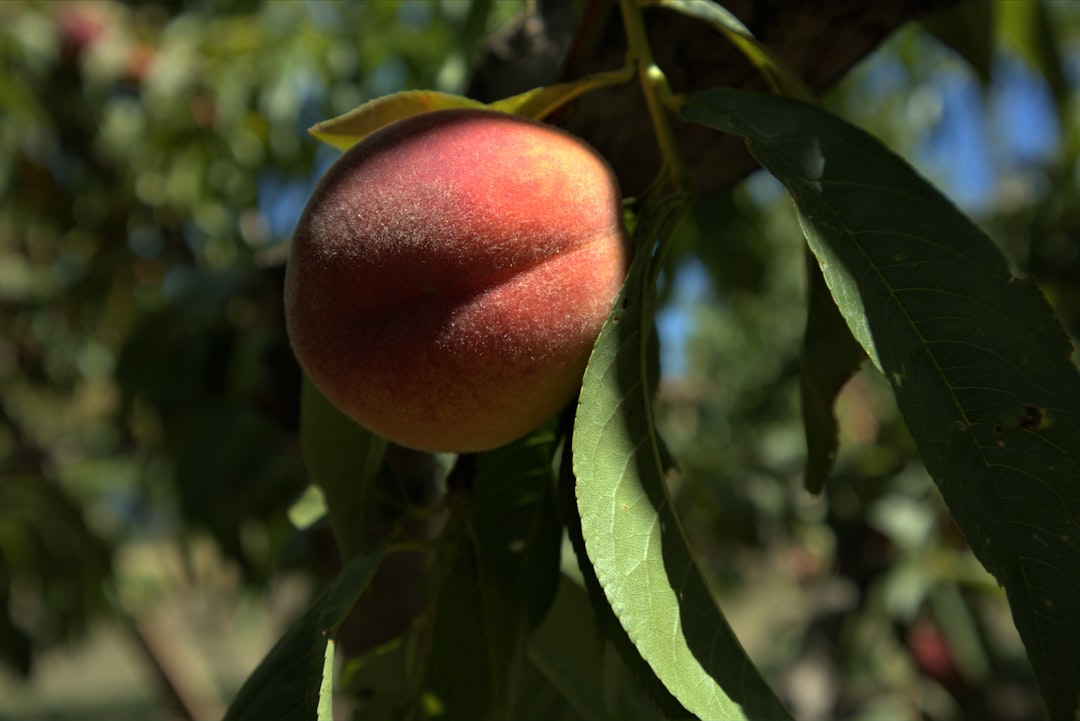 peach, peach fruit, red apple fruit on tree during daytime