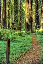 A peaceful woodland trail lined with handcrafted wooden trail markers under dappled sunlight