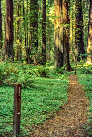 A peaceful forest trail showing newly planted saplings thriving alongside mature trees.