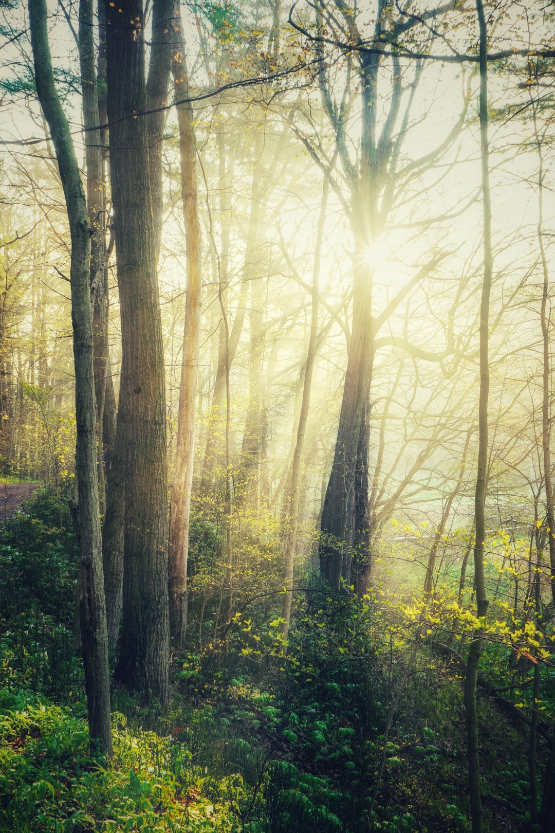 Forest photo spot Aylmer Kitchener