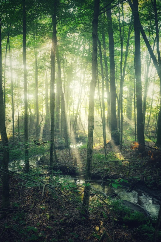 green trees in forest during daytime in Aylmer Canada