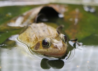 brown frog on water during daytime